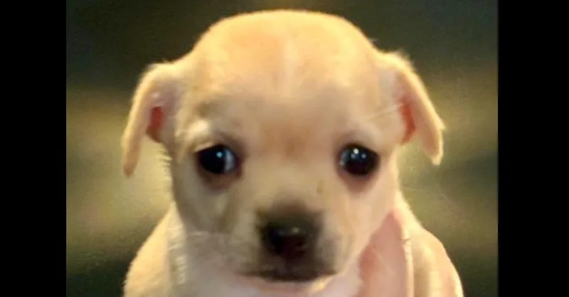 Blondie Nka Poppy thumbnail 2