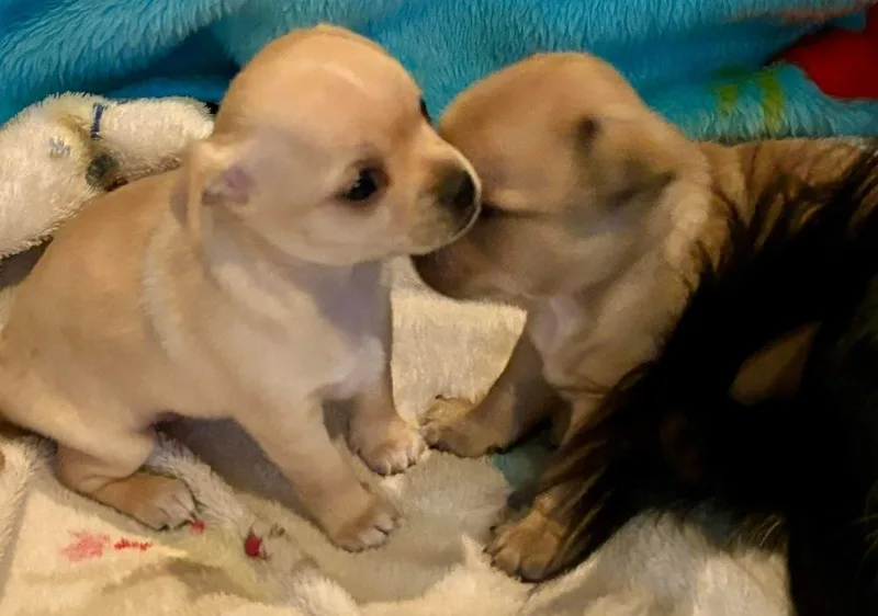 Blondie Nka Poppy thumbnail 5