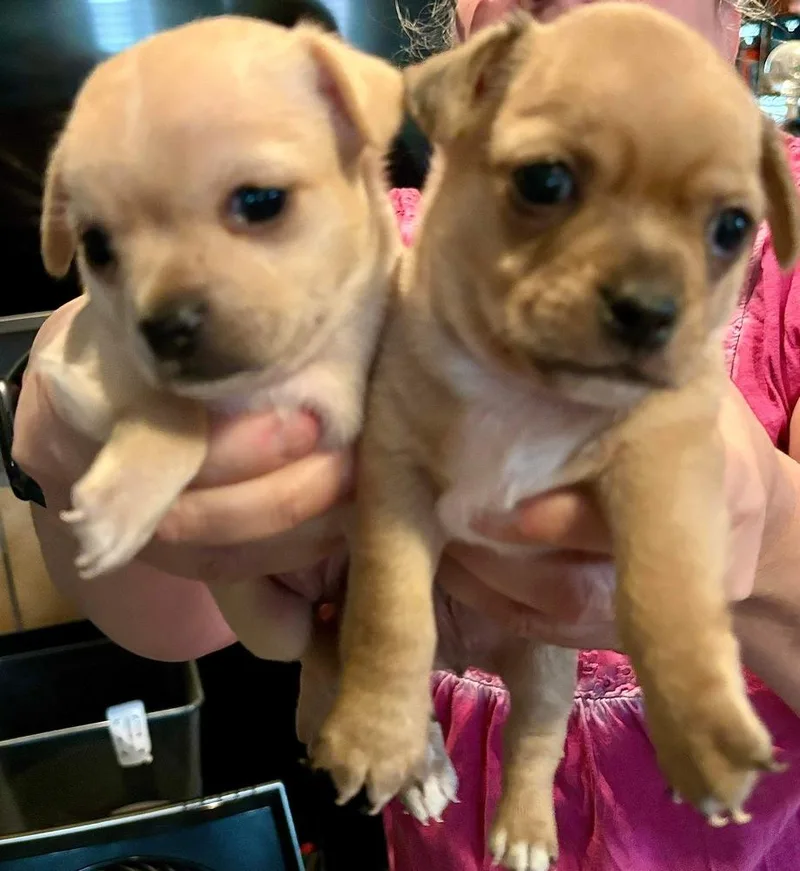 Blondie Nka Poppy thumbnail 6