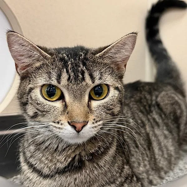 A young small-sized female Domestic Short Hair cat named Irene for adoption in Des Moines, IA