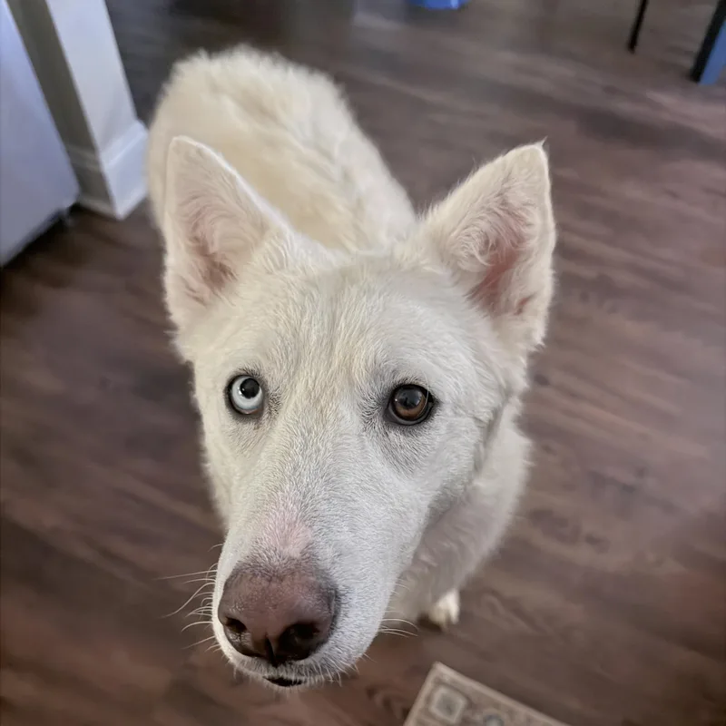 A young large-sized female White / Cream Husky dog named Mineral Water for adoption in Columbia, SC