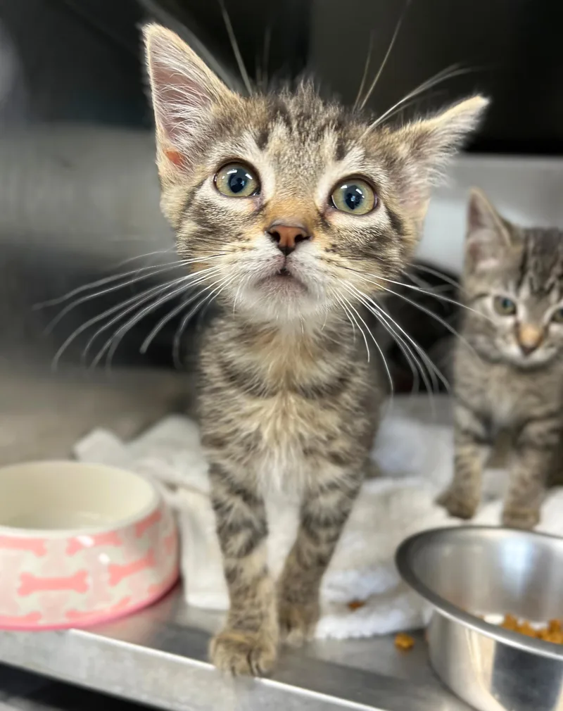 A baby medium-sized female Tabby (Brown / Chocolate) Domestic Short Hair cat named Toast for adoption in Seville, OH