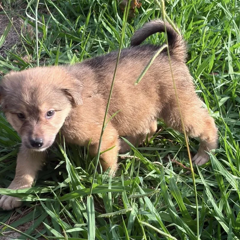 A baby medium-sized male Yellow / Tan / Blond / Fawn Australian Shepherd dog named Wave for adoption in Pelham, NH
