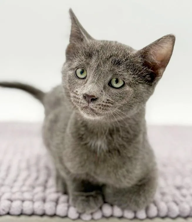 Lestat Is A Lil' thumbnail 3