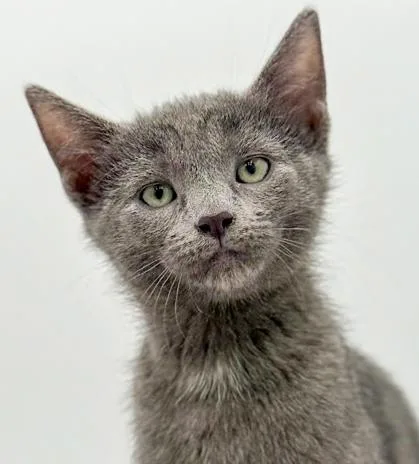 A baby small-sized male Gray / Blue / Silver Russian Blue cat named Lestat Is A Lil' for adoption in Bedford Hills, NY