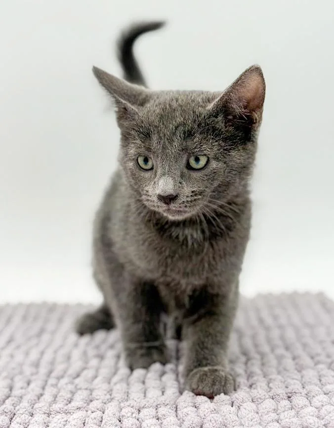 Lestat Is A Lil' thumbnail 4