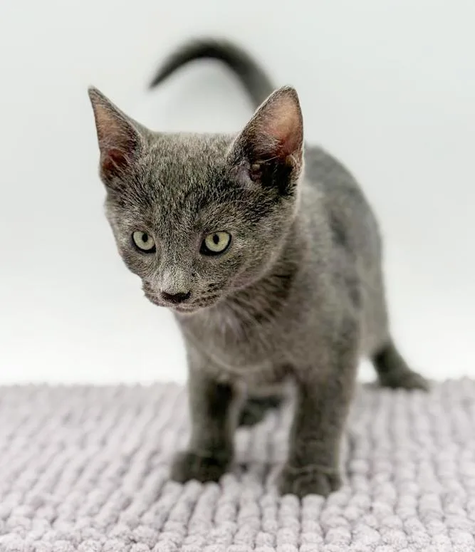 Lestat Is A Lil' thumbnail 6