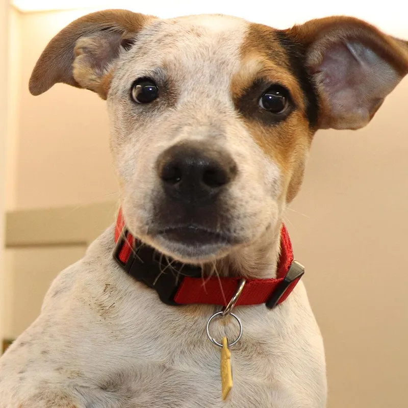 A baby medium-sized female Mixed Breed dog named Bernie for adoption in Port Washington, NY