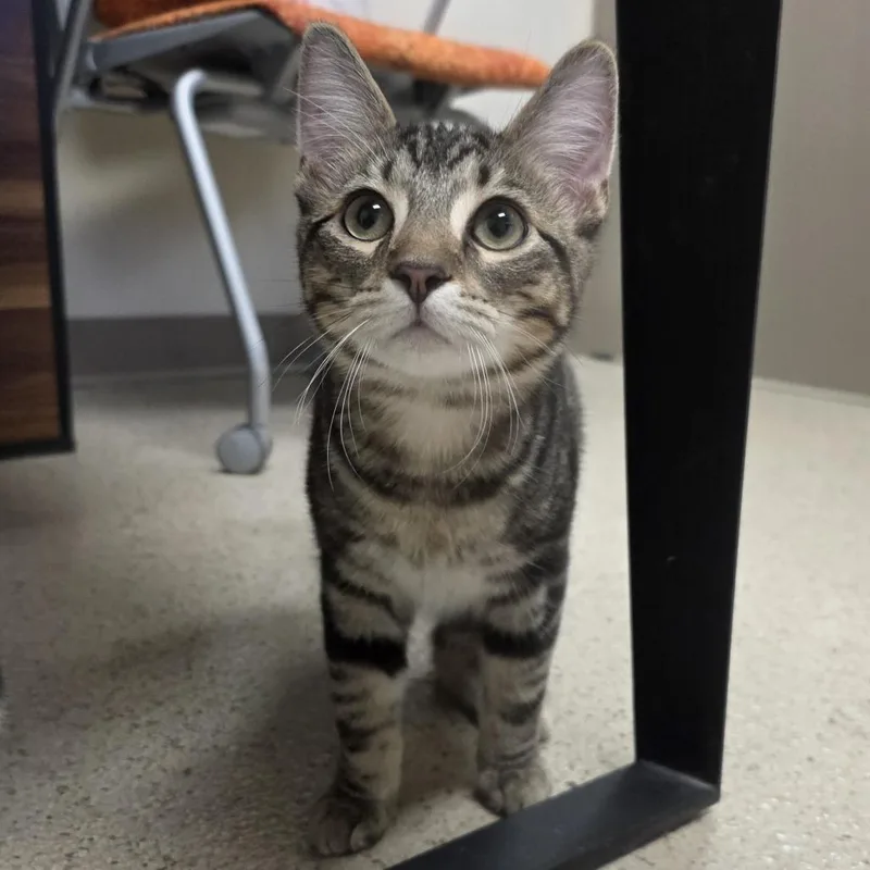 A baby medium-sized male Brown / Chocolate Domestic Short Hair cat named Pierre for adoption in Oshkosh, WI