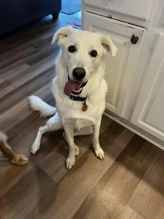 A young medium-sized female White / Cream Great Pyrenees dog named Leilani for adoption in Colorado Springs, CO
