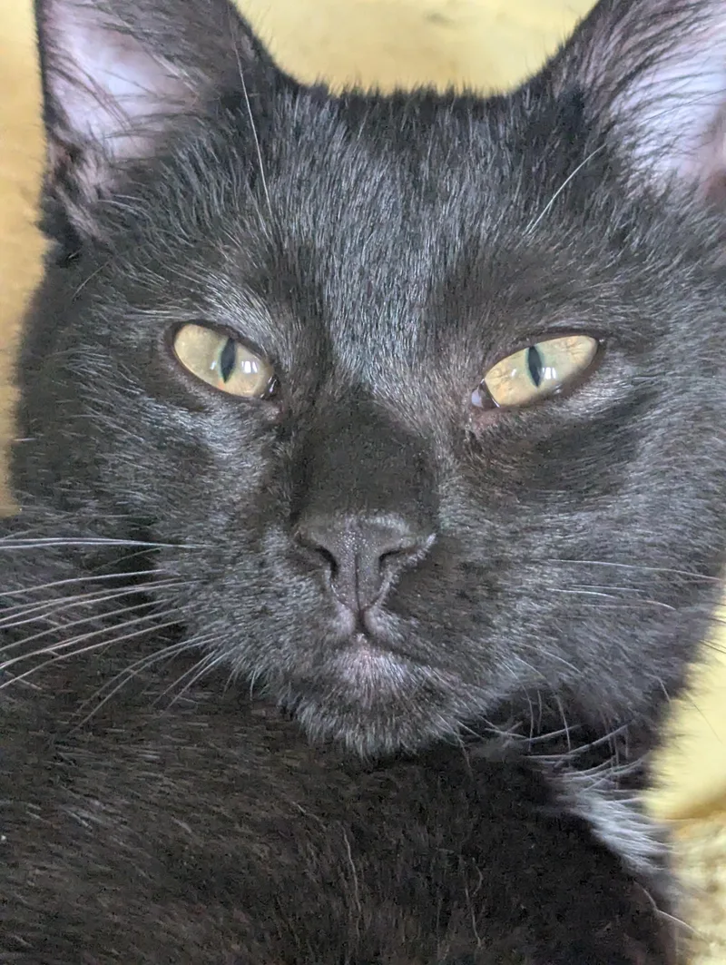 A baby medium-sized male Black Domestic Short Hair cat named Thor for adoption in Sterling Heights, MI
