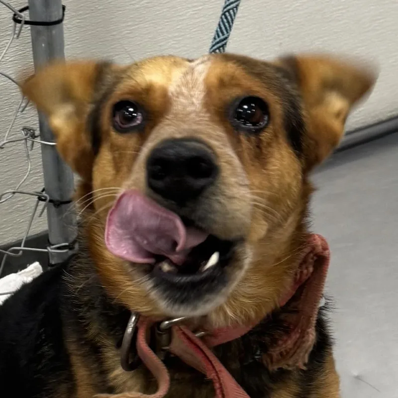An adult large-sized male Brown / Chocolate Mixed Breed dog named Scrafy for adoption in Las Cruces, NM