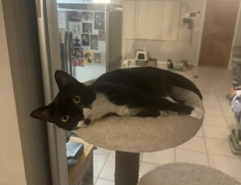 Soul Patch thumbnail 3