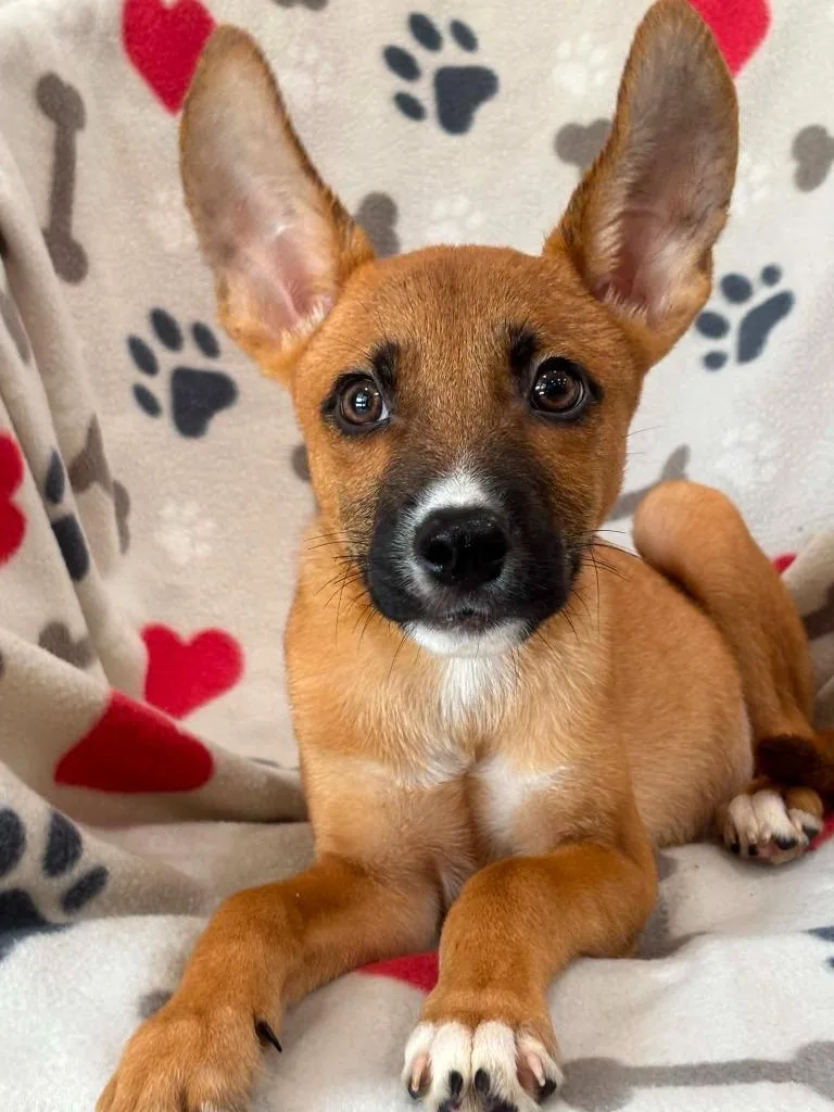 A baby small-sized male German Shepherd Dog dog named Ford for adoption in Warrenton, NC