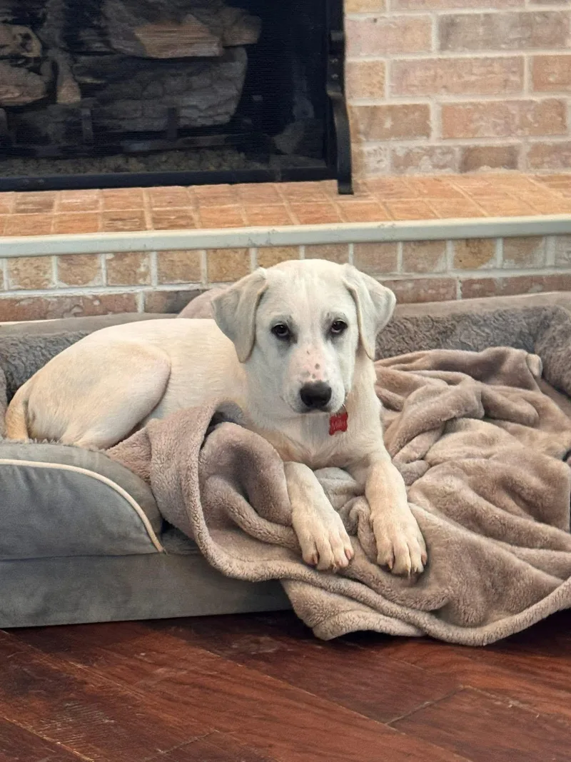 A young medium-sized male Labrador Retriever dog named Dickinson for adoption in Keller, TX