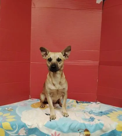 An adult small-sized male Chihuahua dog named Guy for adoption in Houston, TX