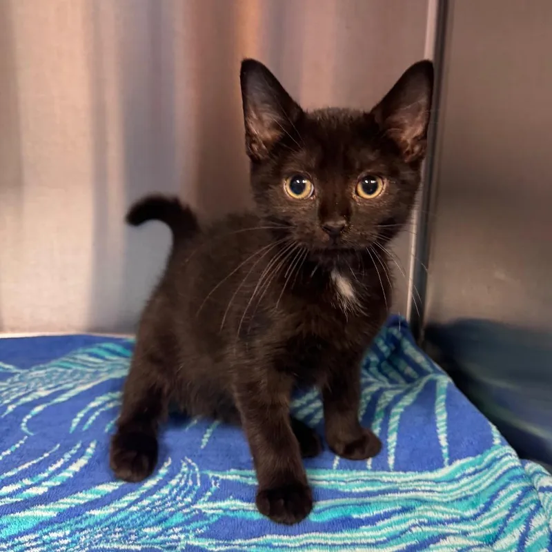 A baby small-sized male Black Domestic Short Hair cat named Dennis for adoption in Easton, PA