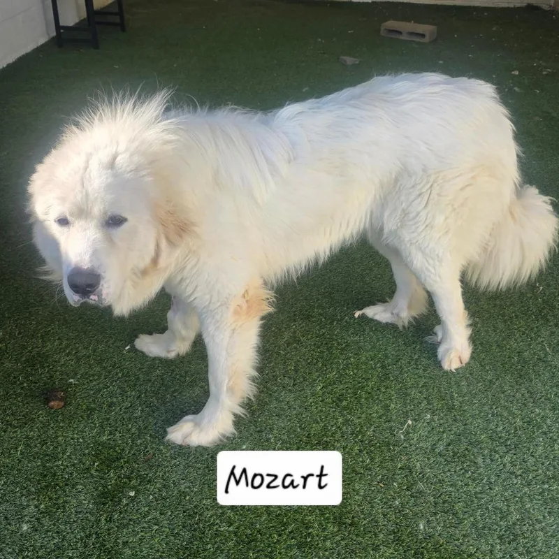 An adult large-sized male White / Cream Great Pyrenees dog named Mozart for adoption in LOXAHATCHEE, FL