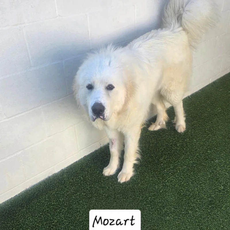 Mozart thumbnail 6