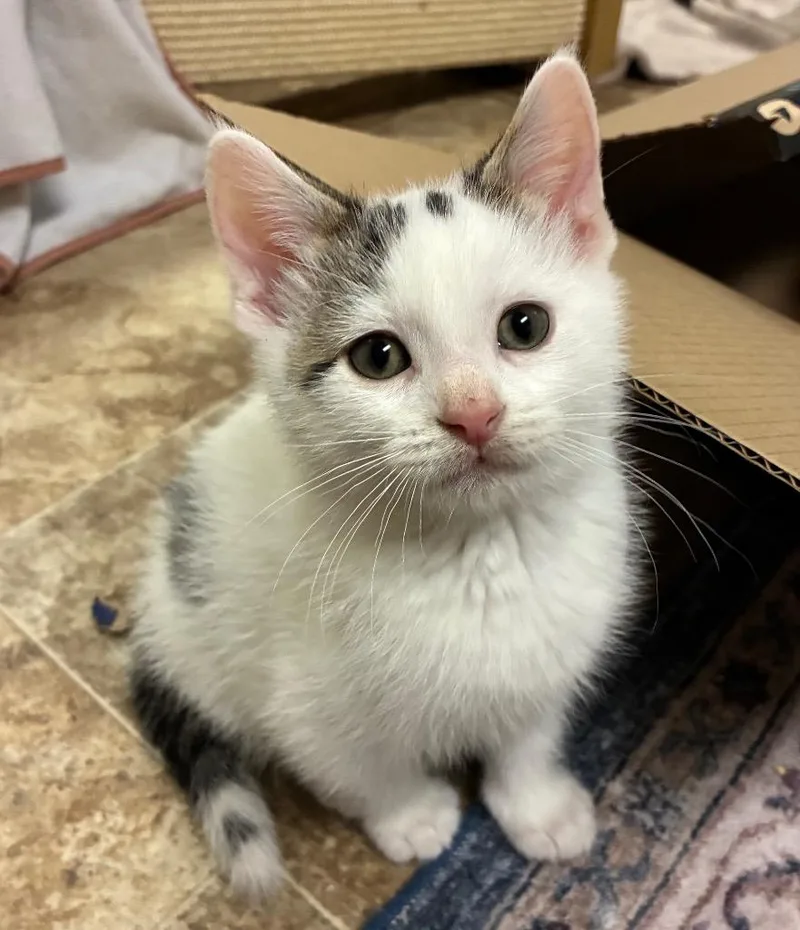 A baby medium-sized male Domestic Short Hair cat named Ham Il for adoption in Fort Lupton, CO