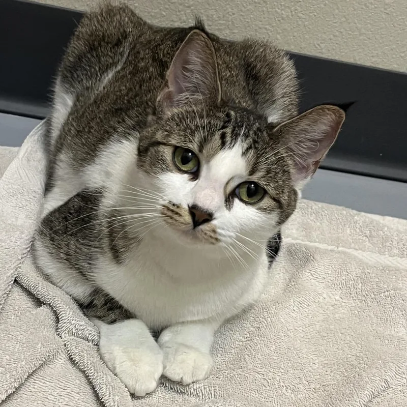 A young medium-sized female Gray / Blue / Silver Domestic Short Hair cat named Piper for adoption in Bismarck, ND