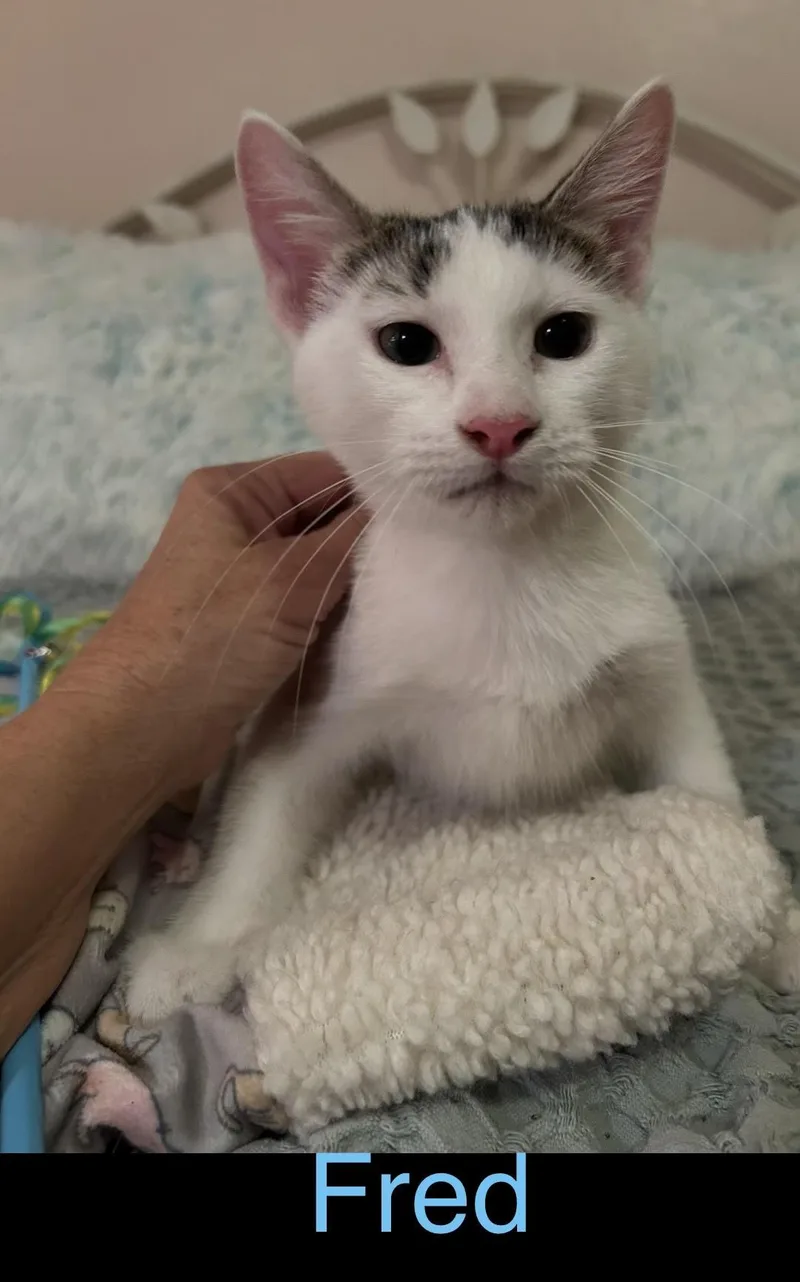A baby medium-sized male Buff & White Domestic Short Hair cat named Fred for adoption in Herculaneum, MO