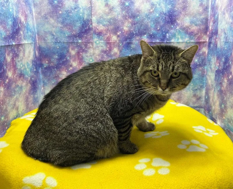 An adult large-sized male Domestic Short Hair cat named Purfecto for adoption in Washington Court House, OH