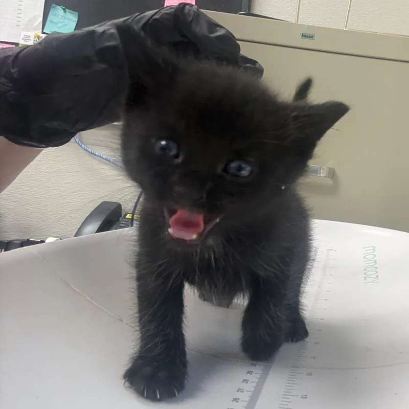 A baby small-sized male Black Domestic Short Hair cat named Rudolph The Red Nose for adoption in Columbiana, AL