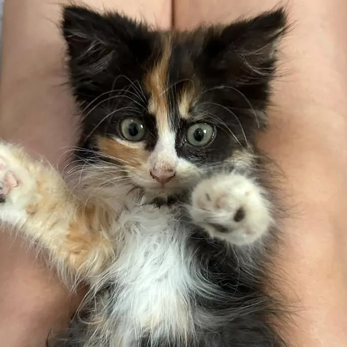A baby small-sized female Domestic Medium Hair cat named Rinconada for adoption in Taos, NM