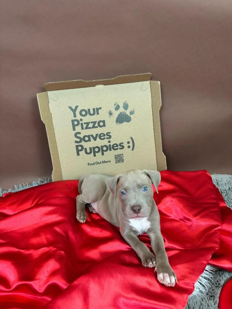 A baby medium-sized female Pit Bull Terrier dog named Chorizo for adoption in Phoenix, AZ