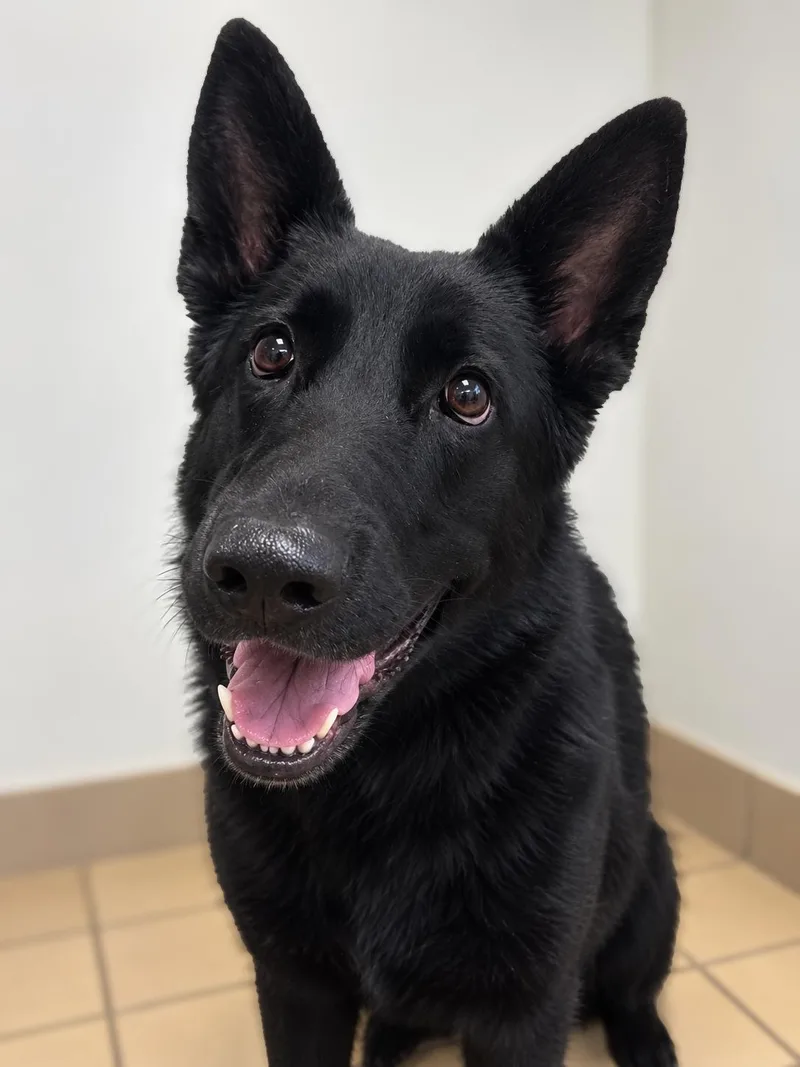 An adult large-sized female German Shepherd Dog dog named Indy for adoption in Norwich, NY
