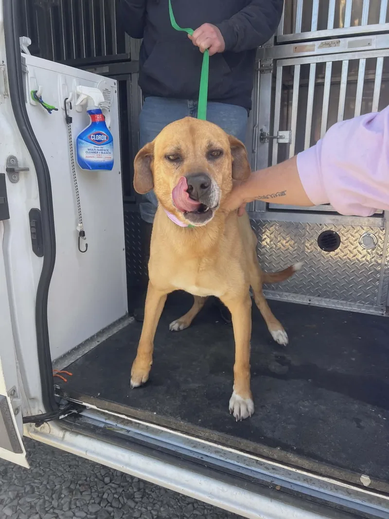 An adult large-sized male Mixed Breed dog named Bailey for adoption in Springhill, LA