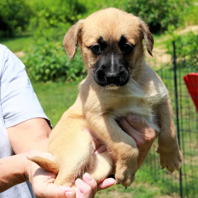 A baby medium-sized female Brown / Chocolate Labrador Retriever dog named CT Uno avail Aug for adoption in Eastford, CT