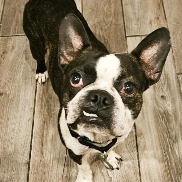 An adult small-sized male Boston Terrier dog named Dougie for adoption in Toledo, OH