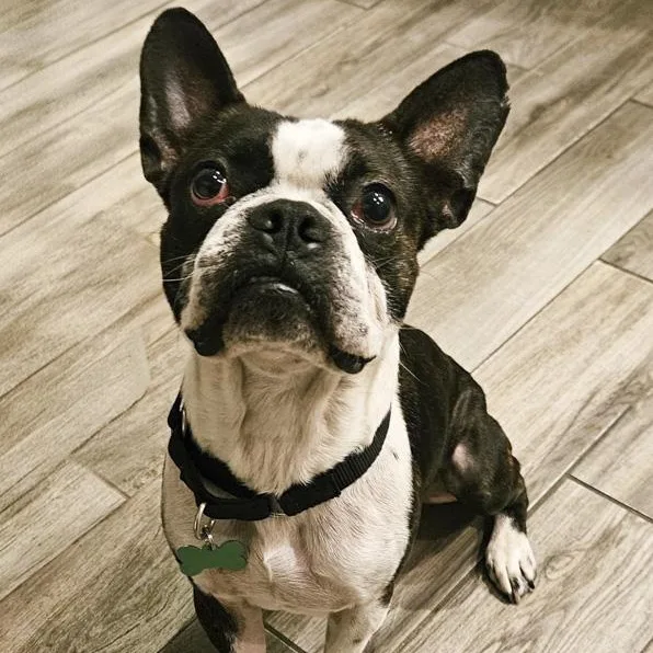 Dougie thumbnail 2