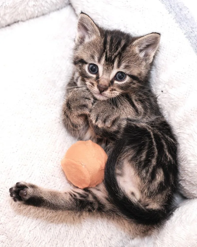A baby small-sized male Domestic Short Hair cat named Flip for adoption in Ferndale, MI