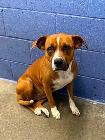 An adult medium-sized female Brown / Chocolate Mixed Breed dog named Amari for adoption in Leitchfield, KY