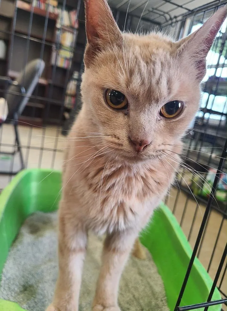A senior medium-sized female Domestic Short Hair cat named Addie for adoption in Portland, IN