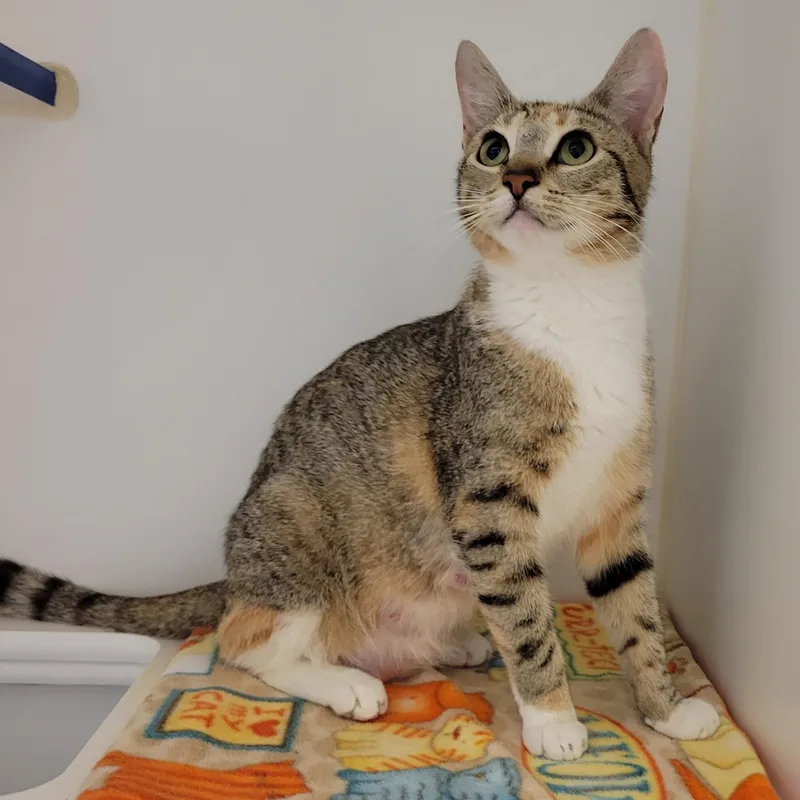 A young small-sized female Calico Domestic Short Hair cat named Calypso Sky for adoption in Cathedral City, CA