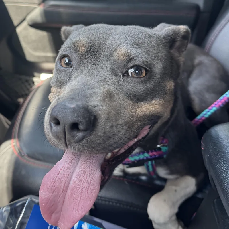 An adult medium-sized female Brindle Pit Bull Terrier dog named Katie for adoption in Calabash, NC