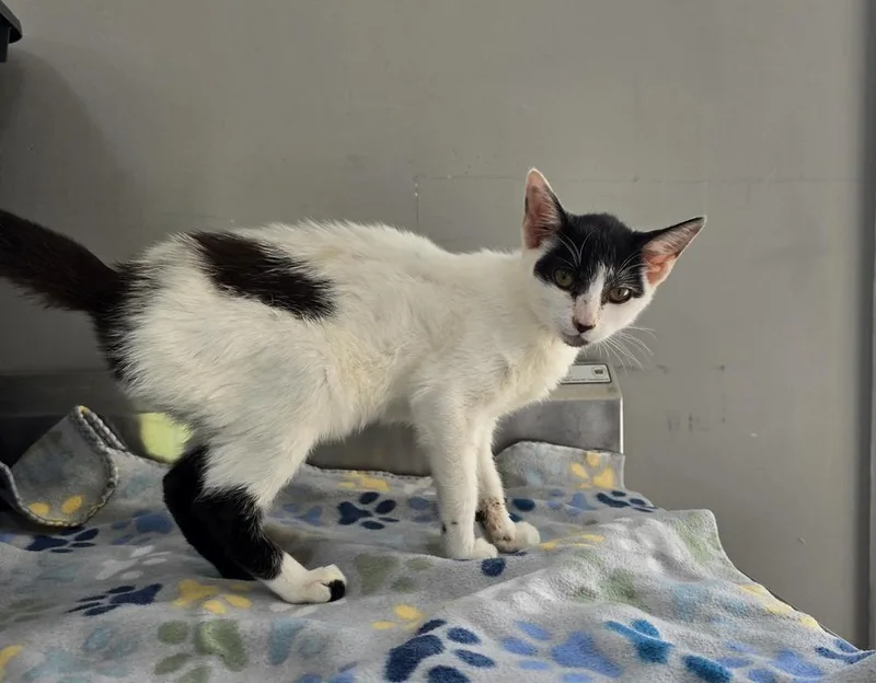 A young medium-sized female Black & White / Tuxedo Domestic Short Hair cat named Larissa for adoption in Dickson, TN
