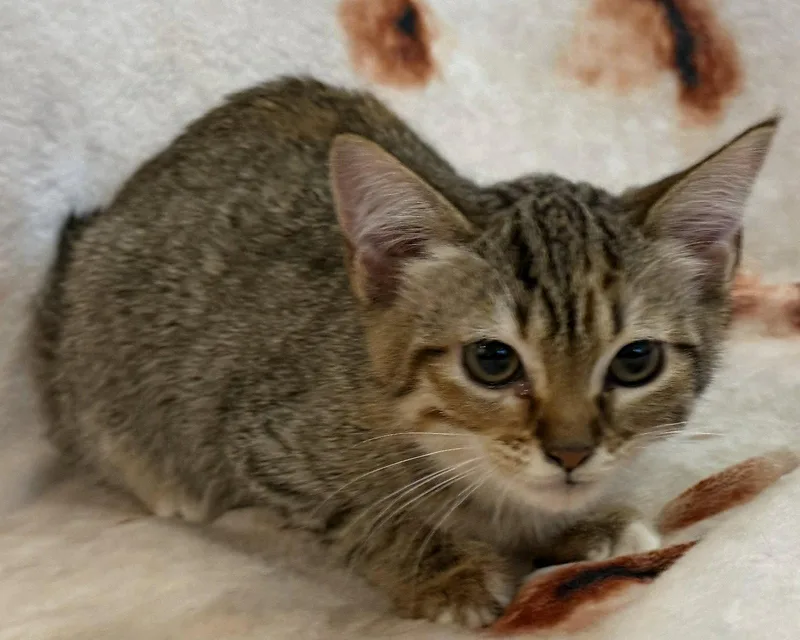 A baby small-sized female Domestic Short Hair cat named Doralee for adoption in Kansas City, MO
