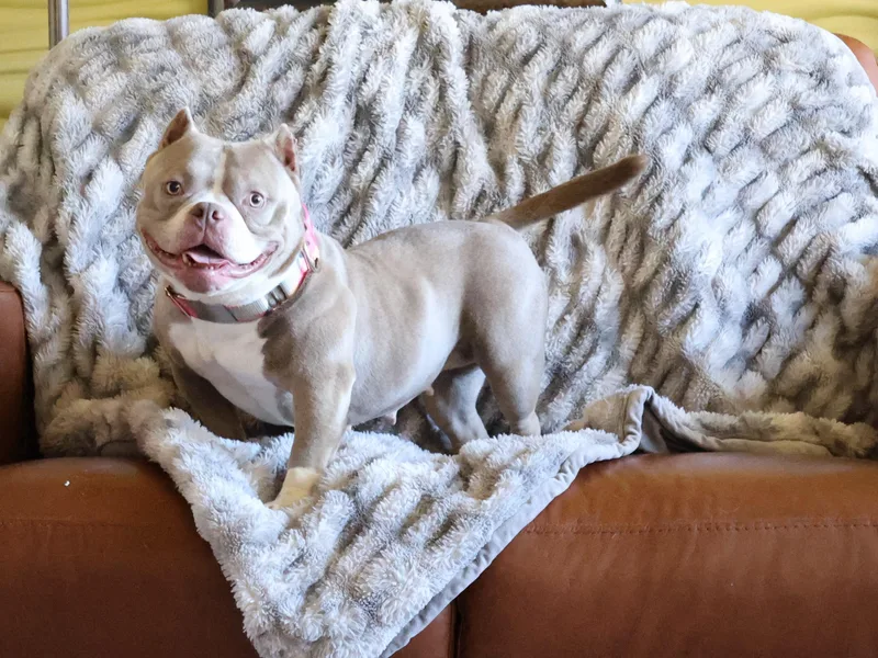 Linguine thumbnail 2