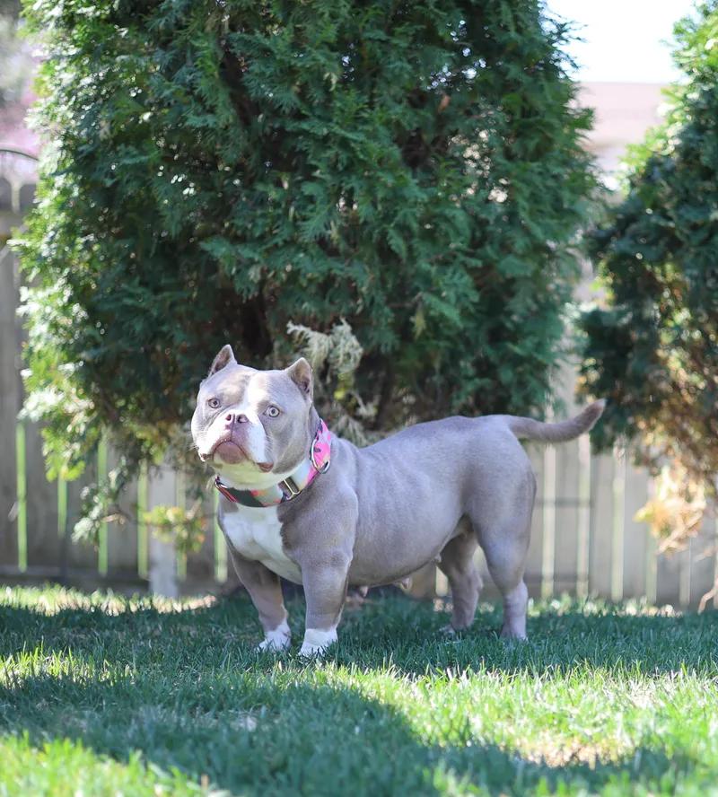 Linguine thumbnail 3