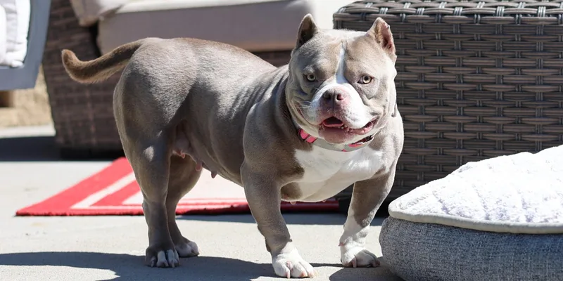 Linguine thumbnail 4