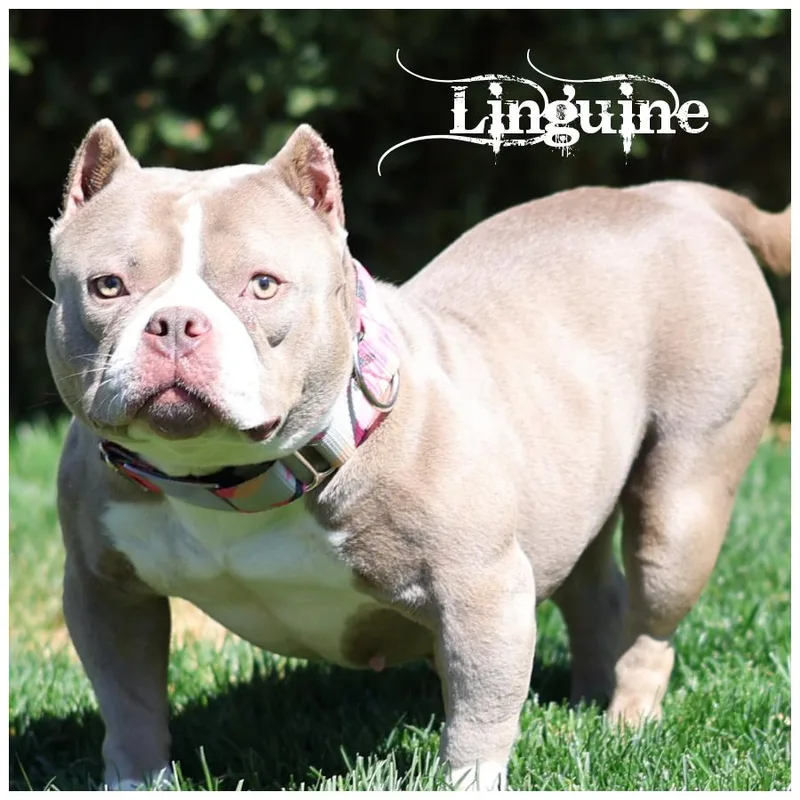 A young medium-sized female White / Cream Terrier dog named Linguine for adoption in Sioux Falls, SD