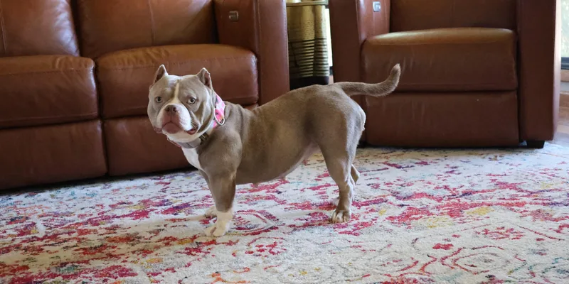 Linguine thumbnail 5