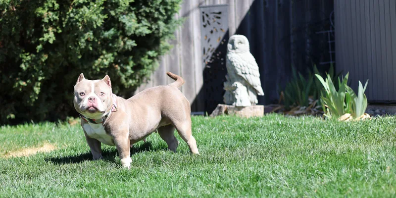 Linguine thumbnail 6