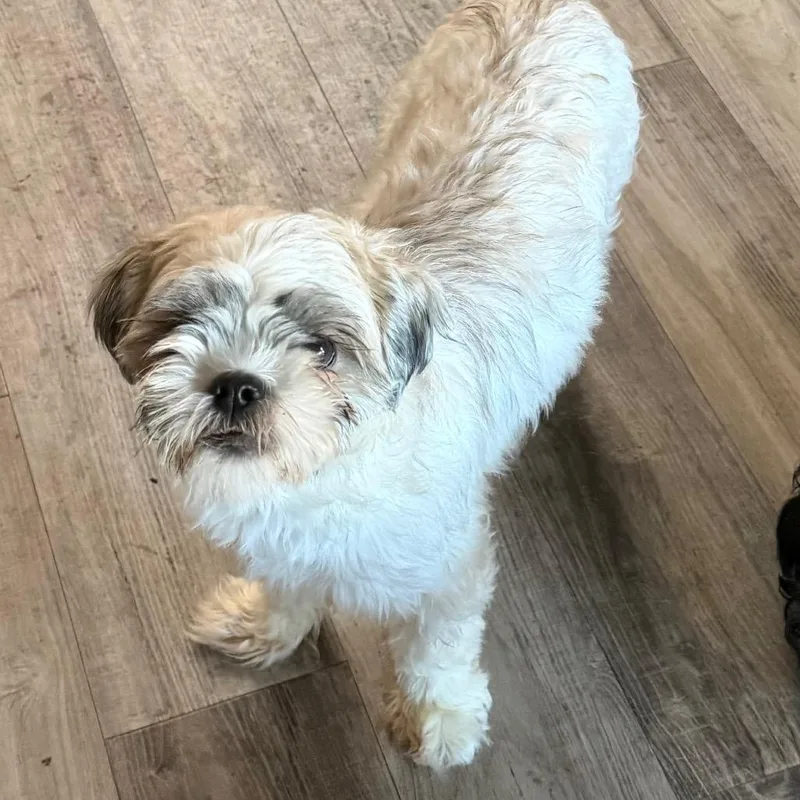 A young small-sized female White / Cream Terrier dog named Lydia Codol for adoption in Las Vegas, NV