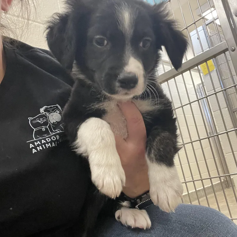 A baby medium-sized male Black Border Collie dog named Wyatt Earp for adoption in Sonora, CA